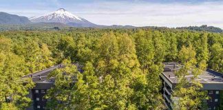 Iniciativas verdes en el mercado inmobiliario: Empresa ha plantado casi 10 mil árboles para compensar el impacto ambiental sus proyectos