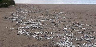 Investigación UdeC alerta sobre creciente hipoxia en la costa central de Chile