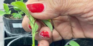 Investigación chilena en genética de alfalfa avanza en colaboración internacional 