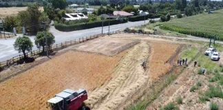 Kauke: la primera trilla de alfalfa chilena marca un hito en la producción forrajera