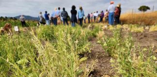 La reintroducción del chícharo: investigadores de INIA impulsan el regreso de esta legumbre en la dieta nacional