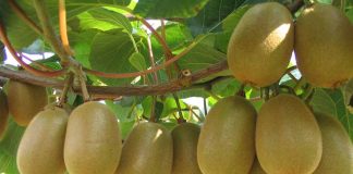 Macfrut 2025, una muestra de innovación varietal en el campo de la fruticultura 