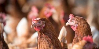 Ministerio de Agricultura recuerda vigencia del seguro de enfermedades exóticas en aves  