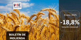 INE Biobío publica cifras de molienda de trigo correspondiente a enero de 2025