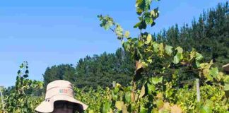 Programa Nacional de Lobesia botrana:SAG Biobío recuerda a productores/as de vid realizar solicitud de libre movimiento de fruta