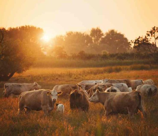 Región de Los Lagos presenta aumento de casos de abigeato y se concentra principalmente en la Provincia de Osorno, en el comparativo 2024 vs 2023 