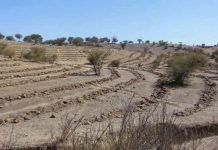 SAG Biobío invita a agricultoresas a postular a concurso regional del Sistema de Incentivos para la Sustentabilidad Agroambiental de Suelos Agropecuarios (SIRSD-S)