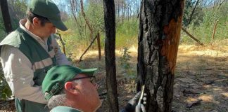 SAG Biobío realiza vigilancia  fitosanitaria forestal para detectar en forma oportuna plaga Pissodes castaneus