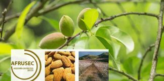 REPORTE 94 DE ALMENDROS Y NUECES EN CHILE. AFRUSEC Abril  2025.
