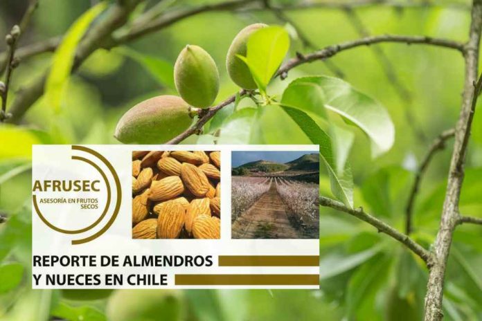 REPORTE 94 DE ALMENDROS Y NUECES EN CHILE. AFRUSEC Abril  2025.