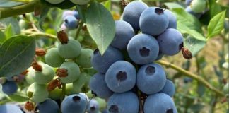 Economista de INIA analiza los escenarios que representan eventuales aranceles de Estados Unidos a la fruticultura chilena