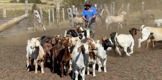 Autoridades supervisan muestreo de animales en campos de pastoreo en Antuco