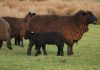 Buscan estrategias para la conservación y gestión de la raza ovina chilota