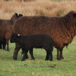 Buscan estrategias para la conservación y gestión de la raza ovina chilota