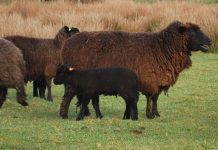 Buscan estrategias para la conservación y gestión de la raza ovina chilota