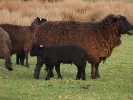 Buscan estrategias para la conservación y gestión de la raza ovina chilota