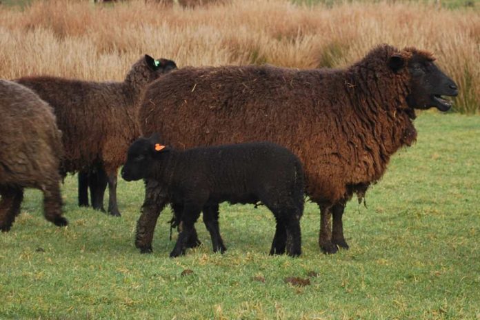 Buscan estrategias para la conservación y gestión de la raza ovina chilota