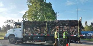 CONAF endurece las fiscalizaciones relativas a la sustracción de madera