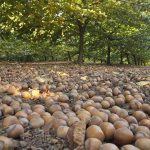 El sur de Chile vibra por estos días con la cosecha de avellano europeo