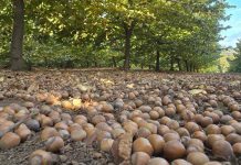 El sur de Chile vibra por estos días con la cosecha de avellano europeo
