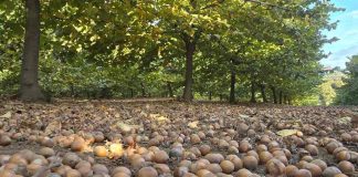 El sur de Chile vibra por estos días con la cosecha de avellano europeo