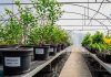 Diagnóstico fitosanitario en arándanos: Multiplex y SynergiaBIO optimizan la certificación de material vegetal