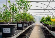 Diagnóstico fitosanitario en arándanos: Multiplex y SynergiaBIO optimizan la certificación de material vegetal