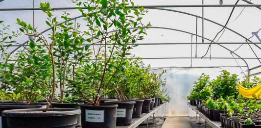 Diagnóstico fitosanitario en arándanos: Multiplex y SynergiaBIO optimizan la certificación de material vegetal