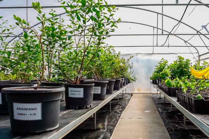Diagnóstico fitosanitario en arándanos: Multiplex y SynergiaBIO optimizan la certificación de material vegetal