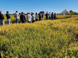 Director nacional de INIA, Carlos Furche, inició en Ñuble gira por regiones con agenda estratégica en agricultura sostenible