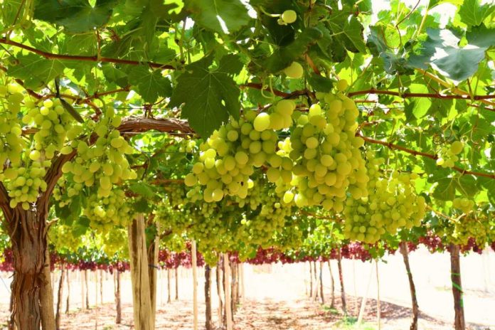 Diversificación de mercados Brasil se perfila como una gran oportunidad para la fruta de la Región de Coquimbo