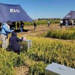 En Chillán investigadores de seis países analizaron innovaciones en producción sostenible de arroz en Latinoamérica