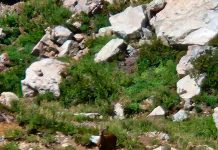 Guardaparques avistaron huemules al interior de reserva nacional en Región de Ñuble