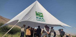 INIA URURI: 17 años impulsando la agricultura del desierto desde el extremo norte de Chile