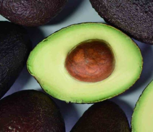 INIA y la palta: ciencia chilena para una fruta de clase mundial