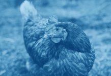 (LATAM) Índice Benchmark de la industria alimentaria (BBFAW) revela líderes en bienestar animal, entre 150 empresas alimentarias mundiales