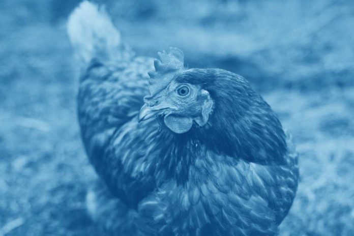(LATAM) Índice Benchmark de la industria alimentaria (BBFAW) revela líderes en bienestar animal, entre 150 empresas alimentarias mundiales
