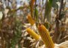 Los bioestimulantes basados en Ascophyllum nodosum ayudan al maíz a mitigar el efecto de eventos climáticos adversos