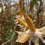 Los bioestimulantes basados en Ascophyllum nodosum ayudan al maíz a mitigar el efecto de eventos climáticos adversos