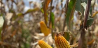 Los bioestimulantes basados en Ascophyllum nodosum ayudan al maíz a mitigar el efecto de eventos climáticos adversos