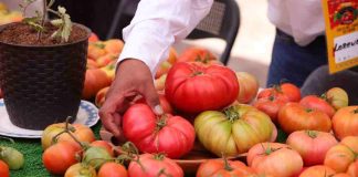 "Más de 2.500 personas participaron en la Fiesta del Tomate en Camar en una celebración única de sabor, tradición y música