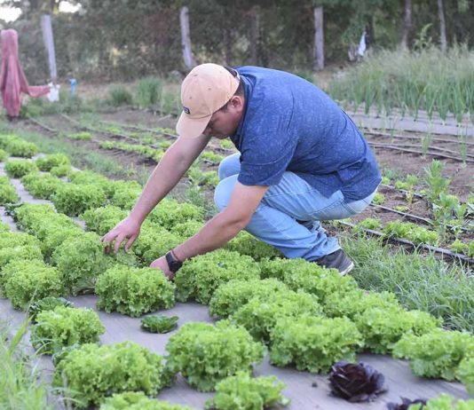 INDAP abre postulaciones a nuevo programa que ayuda a jóvenes a iniciar su primer emprendimiento agrícola
