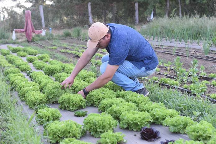 INDAP abre postulaciones a nuevo programa que ayuda a jóvenes a iniciar su primer emprendimiento agrícola