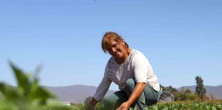 Postulaciones permanecerán abiertas hasta el 9 de abril: pequeñas agricultoras del Norte Chico podrán postular sus iniciativas de riego a concurso de la CNR dirigido a mujeres