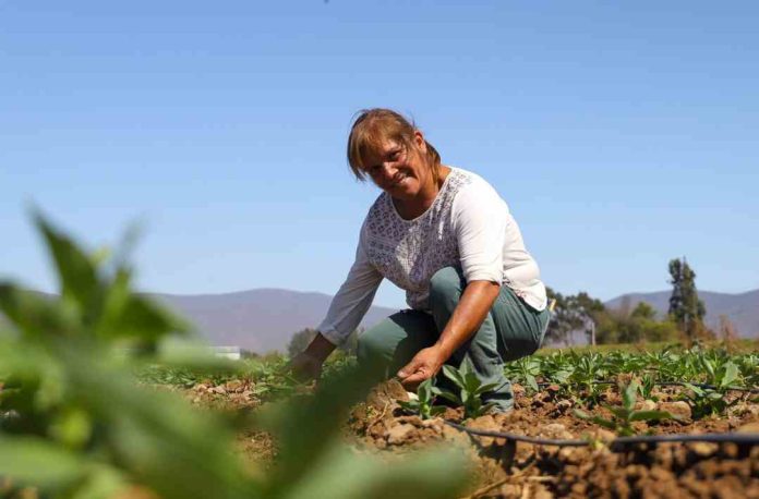 Postulaciones permanecerán abiertas hasta el 9 de abril: pequeñas agricultoras del Norte Chico podrán postular sus iniciativas de riego a concurso de la CNR dirigido a mujeres