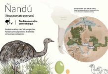 Argentina y Chile hacen historia con la primera translocación binacional de fauna silvestre