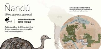 Argentina y Chile hacen historia con la primera translocación binacional de fauna silvestre
