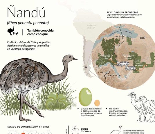 Argentina y Chile hacen historia con la primera translocación binacional de fauna silvestre