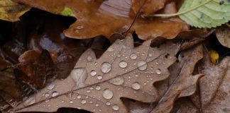 Cambio de estación: Experto proyecta otoño con lluvias extremas en corto tiempo