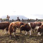 SAG Aysén inicia muestreo de rebaños en predios de la Cuenca del Palena